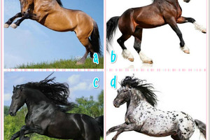 心理測試：哪匹馬的野性最彪悍？測十年後的你和現在一樣窮嗎？准