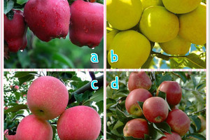 小測試：那棵樹上的蘋果最甜呢？測你未來的生活是否幸福吧！