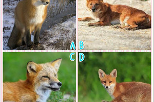 心理學：哪隻狐狸看上去最狡猾？測出你的心機指數是多少？