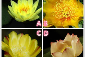 心理測試：你最喜歡哪朵金蓮？測你30歲的身價有多高？