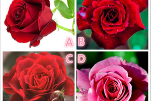 心理學：你最喜歡哪一朵玫瑰？測你的魅力源於什麼？