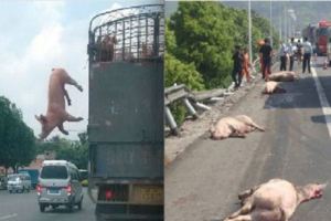 屠宰車上豬仔「不甘白受死」竟在國道上跳車逃生！沒想到最後它們，竟讓大家看傻眼了....