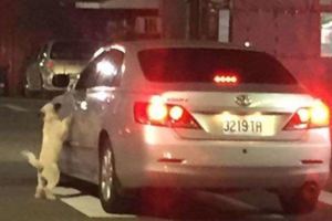 車主一句「是客人不要的」讓白狗攀在車窗淒厲哭喊，憤怒的網友立馬就發起肉搜要對付車主！