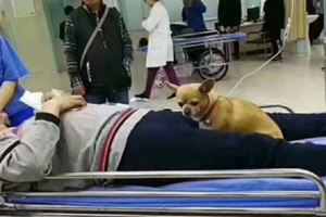 老人遛狗突發腦溢血忠犬全程守護不讓人靠近