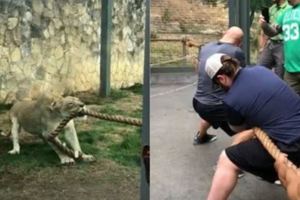 動物園拔河大戰3壯漢拉不動2歲小獅子