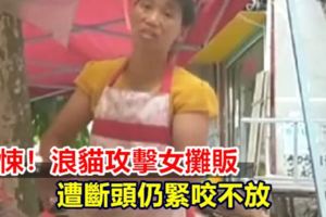 【視頻】驚悚！浪貓攻擊女攤販遭斷頭仍緊咬不放