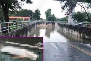 開貨卡闖淹水隧道…女CEO滅頂溺斃