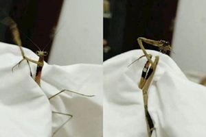 螳螂受困不願屈服拔頭自刎網友驚呆