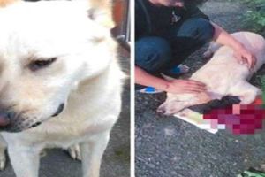 浪犬遭斬斷腿亡山友怒祭20萬緝兇
