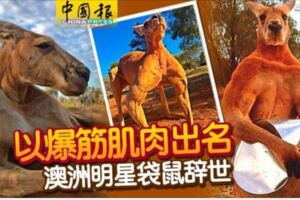 以爆筋肌肉出名澳洲明星袋鼠辭世！