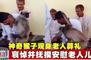 神奇猴子現身老人葬禮，哀悼並撫摸安慰老人兒子！