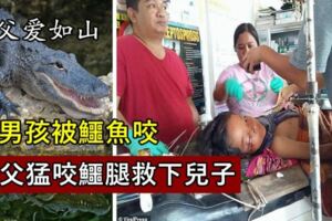 男孩被鱷魚咬住父親情急之中猛咬鱷魚腿，才把兒子救了下來
