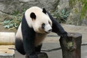 18萬網友票選「支持大貓熊到高雄？」 結果竟是…