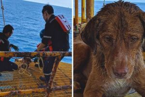 汪洋中驚見「海面上有一隻狗」　牠漂流200公裡遇到工人拼命游過去：救我