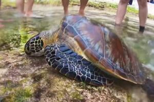 小琉球海龜遭「魚叉穿背部」　目擊者心碎：牠趴在石頭一直想呼吸