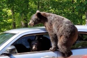 出門驚見熊界獵車手！　男子超傻眼：裡面坐了整家人