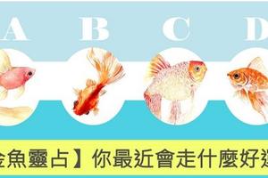 占卜測試-選一隻金魚測你最近走啥好運氣？