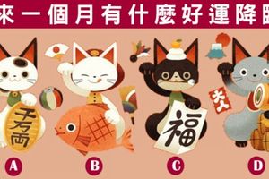 【好運貓咪占卜】測未來一個月你將有什麼好運降臨?