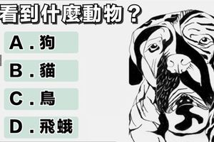 你看見什麼動物？測！你這個人屬於「理性」還是「感性」？