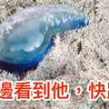 速傳！在海邊看到「這個東西」就要快點跑！沒跑的，有人殘了有人死了，真的好恐怖！