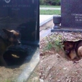 一隻狗狗在墳墓上挖出一個洞穴，老是窩藏在這不願離去，但在這裡長眠的並不是牠的主人...當挖開墓穴後，這個畫面把動保人員驚呆了...