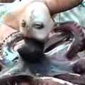 震驚！印尼驚現人頭章魚，不時發出嬰兒般哭聲引轟動!!!!