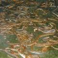 一夜之間湧現上萬條蛇？！沒有水源的湖泊每晚重複上演恐怖現象！
