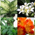 你知道嗎？在家里擺上這16種植物可以讓全家更長壽！