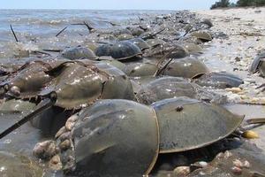 海灘出現一片黑漆漆的奇怪生物......經驗老道的漁夫暗喜：「這下賺大發了!」