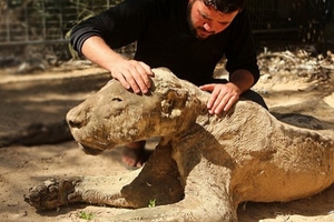 世上最恐怖動物園！因為這個原因，所有動物竟餓死成了「木乃伊」！看了令人超心酸！！