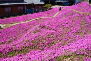 日本86歲老人10年前種下超大型花海，竟然是爲了她···沒想到這個美麗的花園背後隱藏了這樣的故事···