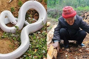 老夫妻一直沒有孩子，一天老婆從田裡回來竟然懷孕了！居然生下了一條白蛇！村裡的人要她殺死白蛇，不忍心的老太太把蛇帶去深山中