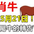 生肖牛，就在5月21日！會遇到「大麻煩」！家有屬牛的轉告下！