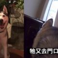 出門前在二哈身上裝鏡頭，想看牠「獨自在家」是怎樣?!原本只是拍好玩，結果卻是...看了心情超複雜...