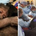 動物園母猩猩難產性命垂危，結果「獸醫＋婦產科醫師」輪番上陣神救援…最後讓人快看哭了！