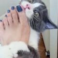 貓咪特別喜歡啃女主人的腳，這麼重口味，難道有小魚乾的味道？
