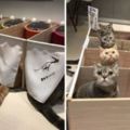 天才飼主為了避免胖貓搶食蓋「一蘭喵麵館」，貓貓們鑽簾子「排排坐」用餐的模樣激萌！