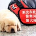 世大運最萌警犬「福星」紅到國外去，萬人粉絲IG妳Follow了嗎？