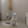 鏟屎官想讓貓咪學會自己上廁所，教了幾天之後，看到這個畫面他後悔莫及了