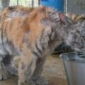 世界最慘的老虎被拯救8個月後變得「超愛泡澡」，幸福的模樣讓人感動落淚！
