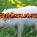 生肖屬豬狗年2018年運程大全