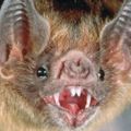 研究人員超詫異「巴西吸血蝙蝠已經開始吸食人血」，首見的情況讓大家都害怕了！