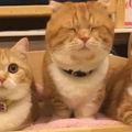 養了三隻橘貓，一隻胖到變形，兩隻胖得特別漂亮，大家都橘貓可差距真大啊！