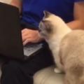 看到主人玩電腦，貓咪連忙跑過去討摸摸，遭到主人拒絕後