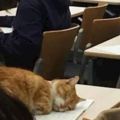 這隻貓咪是日本大學最自由的學生，上課無聊了就睡睡覺，而且是毫無打擾舒舒服服地睡！
