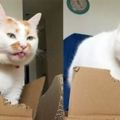 紙箱子不止是貓咪的窩，還是牠的「食物」！
