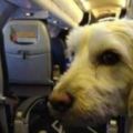 因為女乘客對狗狗過敏，要把它趕下飛機，航警：對不起，請你下機