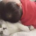 小主人把貓咪當做枕頭躺，貓咪反抗失敗，委屈巴巴的樣子實在太萌了！