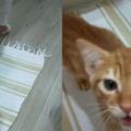 小貓咪傳承了橘貓基因強大，一小時前才吃過，現在又在用生命嘶吼：還是好餓！