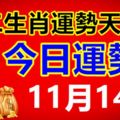 十二生肖運勢天天看，今日運勢：11月14日